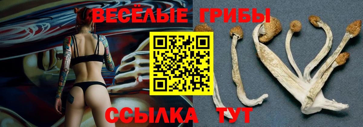 Псилоцибиновые грибы мицелий Дмитров